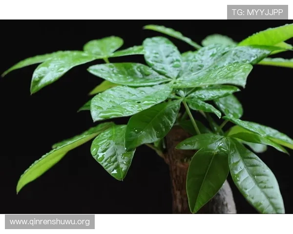 如何安全快速下载斗球老版本，完整攻略与注意事项详解